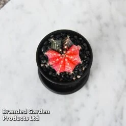 Cactus Gymnocalycium Mihanovichii F. Variegata Mixed -Green Haven Shop CACT GYMNOCALY T43422