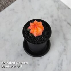 Cactus Gymnocalycium Mihanovichii F. Variegata Mixed -Green Haven Shop CACT GYMNOCALY T43428