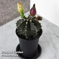 Cactus Gymnocalycium Mihanovichii F. Variegata Mixed -Green Haven Shop CACT GYMNOCALY T43433