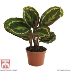 Calathea Roseopicta 'Medallion' -Green Haven Shop CAL tka2873 B