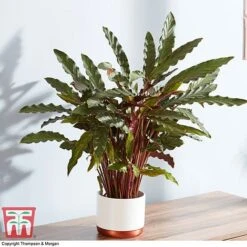 Calathea Rufibarba -Green Haven Shop CALA 2874 A1