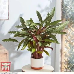 Calathea Rufibarba -Green Haven Shop CALA 2874 A2
