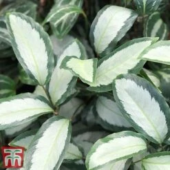 Calathea Picturata 'Argentea' -Green Haven Shop CALA SILV
