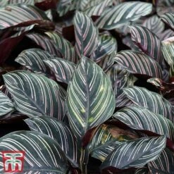 Calathea 'Sanderiana' -Green Haven Shop CALA TKA2871 A