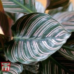 Calathea 'Sanderiana' -Green Haven Shop CALA TKA2871 C