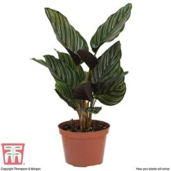 Calathea 'Sanderiana' -Green Haven Shop CALA TKA2871 D