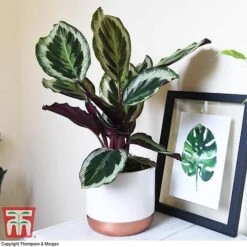 Calathea Roseopicta 'Medallion' -Green Haven Shop CALA TKA2873 A1