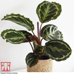 Calathea Roseopicta 'Medallion' -Green Haven Shop CALA TKA2873 F