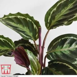Calathea Roseopicta 'Medallion' -Green Haven Shop CALA TKA2873 G