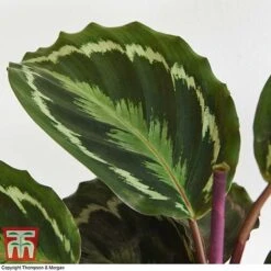 Calathea Roseopicta 'Medallion' -Green Haven Shop CALA TKA2873 H