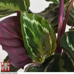 Calathea Roseopicta 'Medallion' -Green Haven Shop CALA TKA2873 I