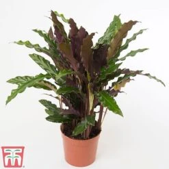 Calathea Rufibarba -Green Haven Shop CALA TKA2874 A