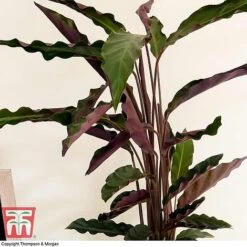 Calathea Rufibarba -Green Haven Shop CALA TKA2874 C