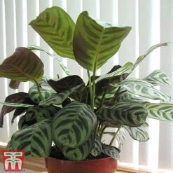 Calatheas Concinna 'Freddie' -Green Haven Shop CALA TKA2875 A