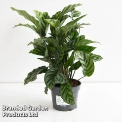 Calatheas Concinna 'Freddie' -Green Haven Shop CALA FREDD12CM T44569