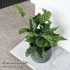 Calatheas Concinna 'Freddie' -Green Haven Shop CALA FREDDY T44570