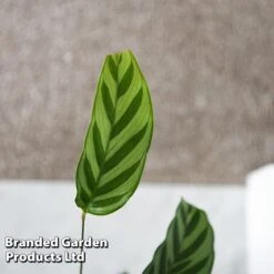 Calatheas Concinna 'Freddie' -Green Haven Shop CALA FREDDY T44572