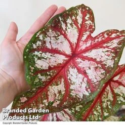 Caladium Heart To Heart® 'Bottle Rocket' -Green Haven Shop CALA H2HBOTTLE T43453