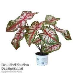 Caladium Heart To Heart® 'Bottle Rocket' -Green Haven Shop CALA H2HBOTTLE T43454