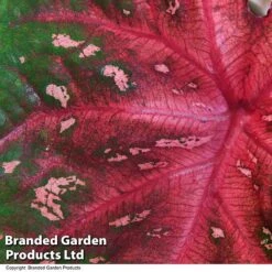 Caladium Heart To Heart® 'Fast Flash' -Green Haven Shop CALA H2HFASTFL T43458