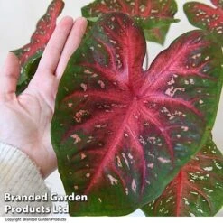 Caladium Heart To Heart® 'Fast Flash' -Green Haven Shop CALA H2HFASTFL T43459