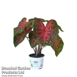 Caladium Heart To Heart® 'Fast Flash' -Green Haven Shop CALA H2HFASTFL T43460