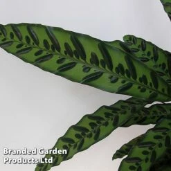 Calathea Insignis