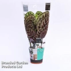 Calathea Makoyana -Green Haven Shop CALA MYKON14CM WKF1142 A