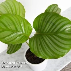 Calathea Orbifolia 14 Calathea Orbifolia -Green Haven Shop CALA ORBIFOLIA T44201