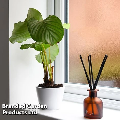 Calathea Orbifolia 2 Calathea Orbifolia - Image 2