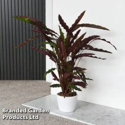 Calathea Rufibarba -Green Haven Shop CALA RUFIBARBA T44192