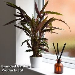 Calathea Rufibarba -Green Haven Shop CALA RUFIBARBA T44196