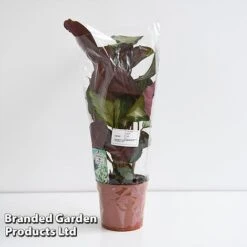 Calathea Picturata 'Argentea' -Green Haven Shop CALA SILVE12CM T45167G