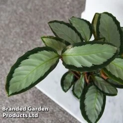 Calathea Picturata 'Argentea' -Green Haven Shop CALA SILVERVAR T45171C