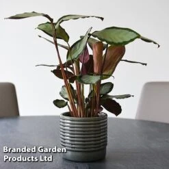 Calathea Picturata 'Argentea' -Green Haven Shop CALA SILVERVAR T45172B
