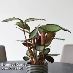 Calathea Picturata 'Argentea' -Green Haven Shop CALA SILVERVAR T45173A