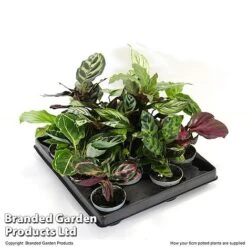 Calathea Makoyana Starter Mix -Green Haven Shop CALA STARTE6CM T47654