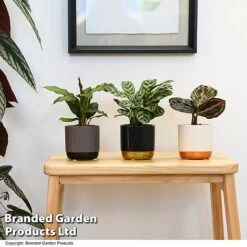 Calathea Makoyana Starter Mix -Green Haven Shop CALA STARTERMX T47657