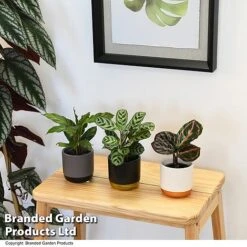 Calathea Makoyana Starter Mix -Green Haven Shop CALA STARTERMX T47658