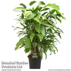 Caryota Mitis -Green Haven Shop CARY MITIS21CM T49698