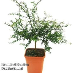 Lime 'Caviar Lime' -Green Haven Shop CAVIARLIME KC5364 A1