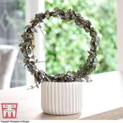 T&M's Choice House Plant Mix -Green Haven Shop CERO WKB7254 B2