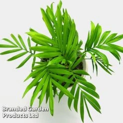 Chamaedorea Elegans -Green Haven Shop CHAM ELEGANS W49317