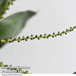 Chamaedorea Metallica -Green Haven Shop CHAM METALLICA T49954