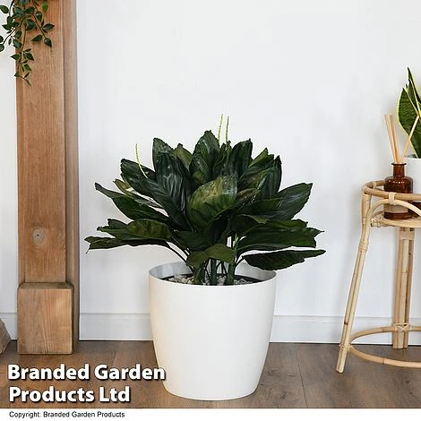 Chamaedorea Metallica In Hydro Pot 1 Chamaedorea Metallica In Hydro Pot