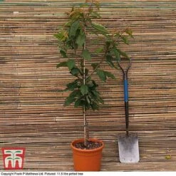 Cherry 'Sunburst' -Green Haven Shop CHER CWW3402 C