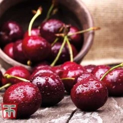 Cherry 'Sunburst' -Green Haven Shop CHER CWW3402 D