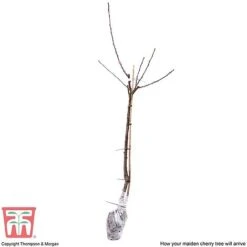 Cherry 'Sunburst' -Green Haven Shop CHER CWW3402 E