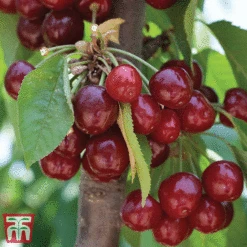 Favourite Fruit Tree Collection -Green Haven Shop CHER KA7999 D