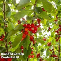 Cherry 'Sylvia' (Mini Fruit Tree) -Green Haven Shop CHER T10442 C1